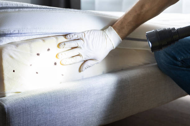 Best Wasp Removal Services  in Lakewood, SC